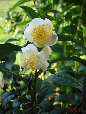 Camellia Sinensis