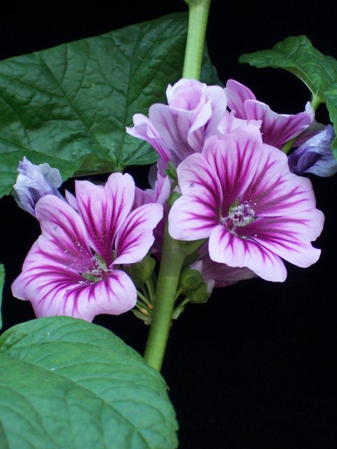 malva