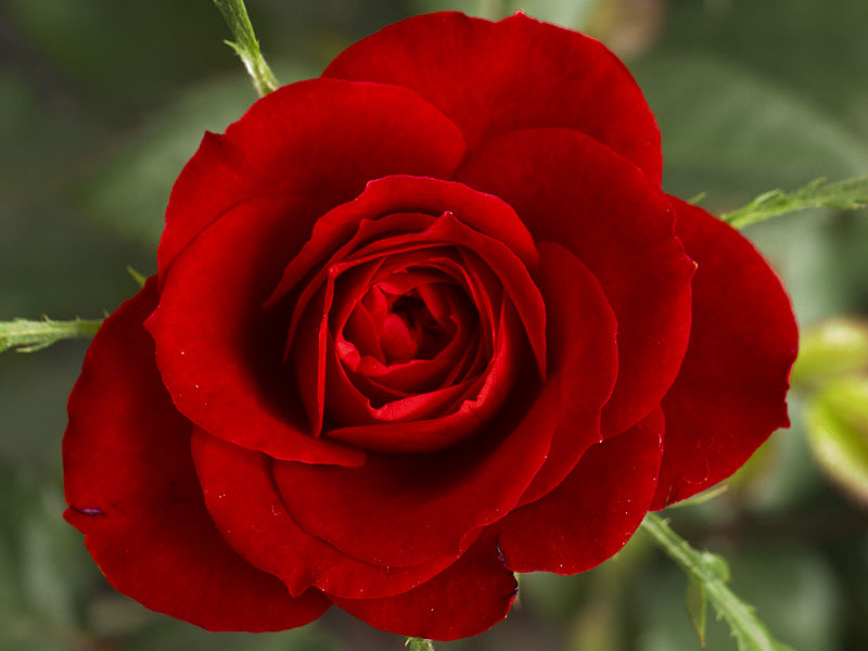 800px-Small_Red_Rose