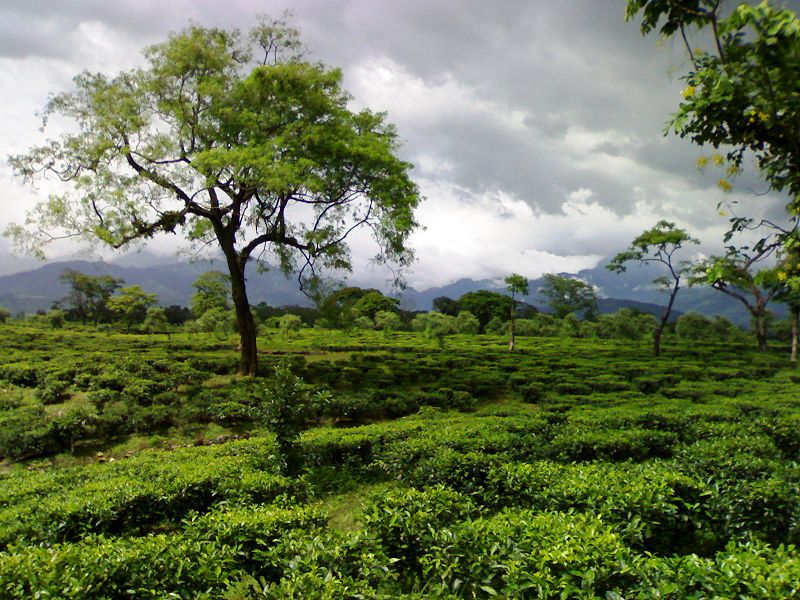 800px-Tea_garden_in_dooars