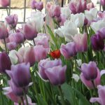 Tulipani al Duomo di Bergen (purtroppo chiuso)