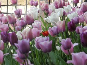 Tulipani al Duomo di Bergen (purtroppo chiuso)