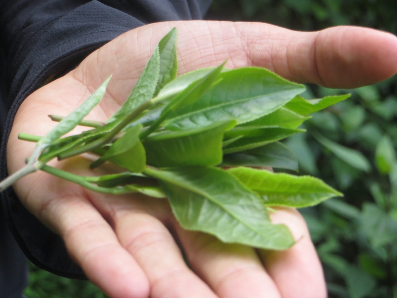 Puer