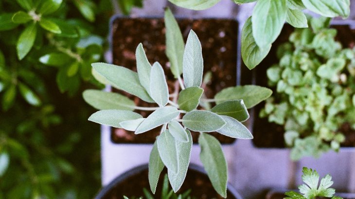 Come si prepara l'infuso di salvia e quali sono le sue proprietà
