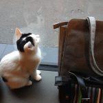 Bere un tè al Cat Café di Milano