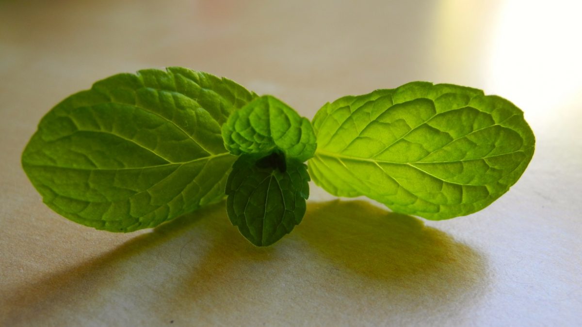 Le proprietà dell'infuso di menta