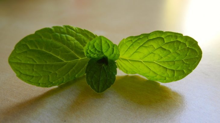 Le proprietà dell'infuso di menta