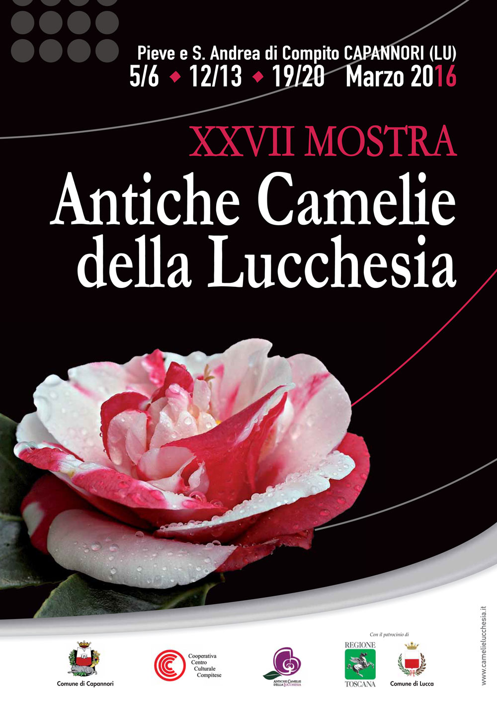 Eventi di marzo sul tè: mostra antiche camelie della Lucchesia e la piantagione di tè in Italia