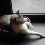 I gatti del Crazy Cat Café di Milano