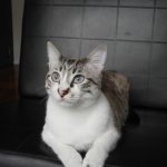 I gatti del Crazy Cat Café di Milano