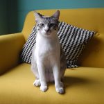 I gatti del Crazy Cat Café di Milano