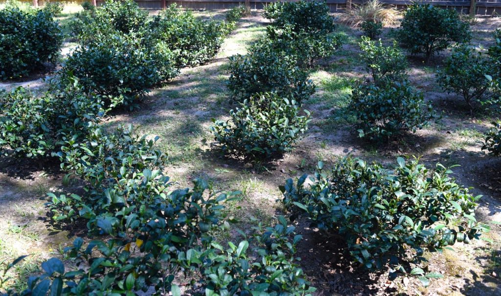 Visita alla piantagione di tè in California: Golden Feather Tea