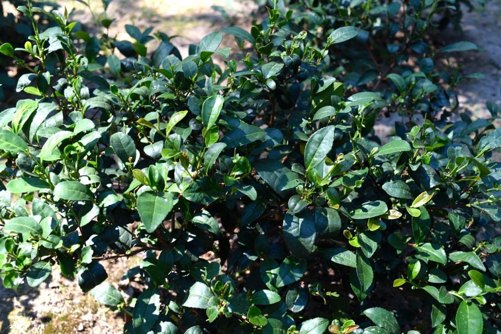 Visita alla piantagione di tè in California: Golden Feather Tea