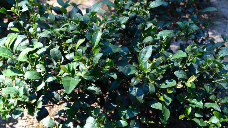 Visita alla piantagione di tè in California: Golden Feather Tea