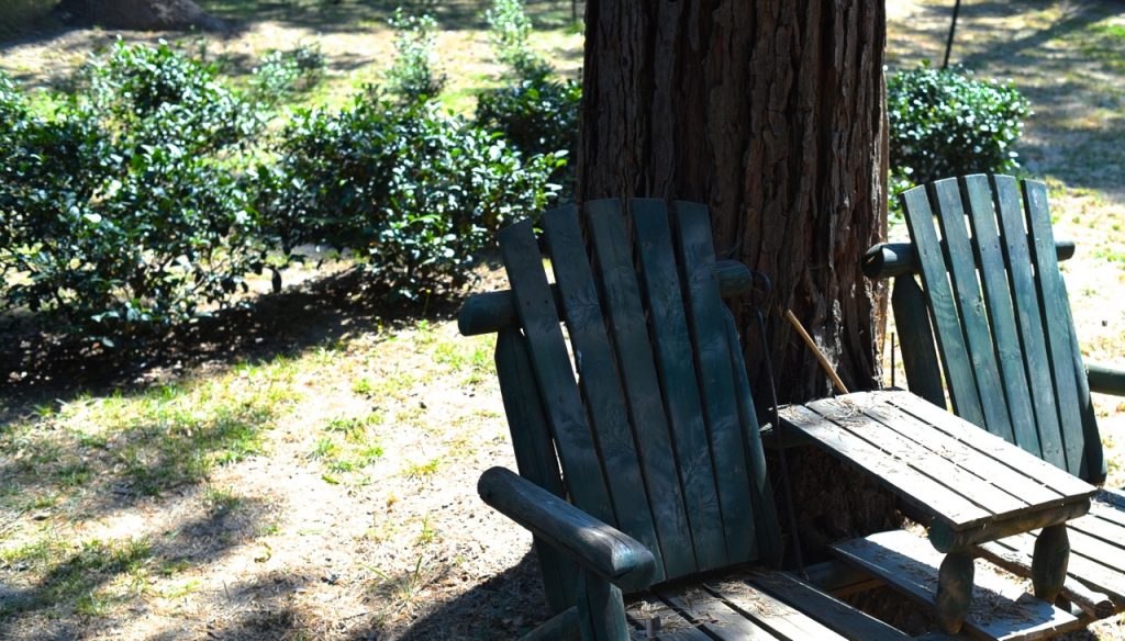 Mike Fritts è il titolare della Golden Feather Tea, piantagione di tè in California