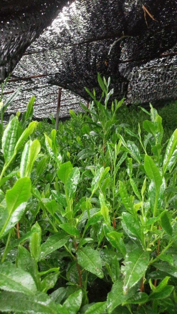 Copertura indiretta delle foglie di Matcha per mantenere un sapore dolce