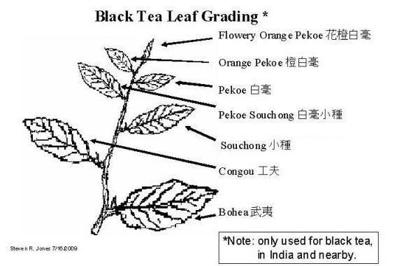 Il tè affumicato più conosciuto è il Lapsang Souchong