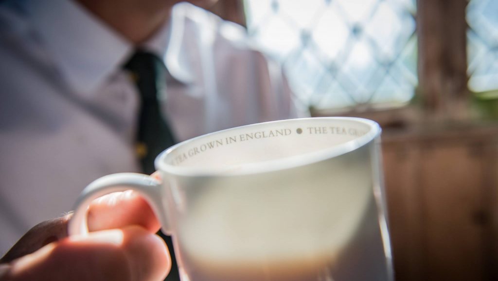 Il tè inglese viene coltivato in Cornovaglia