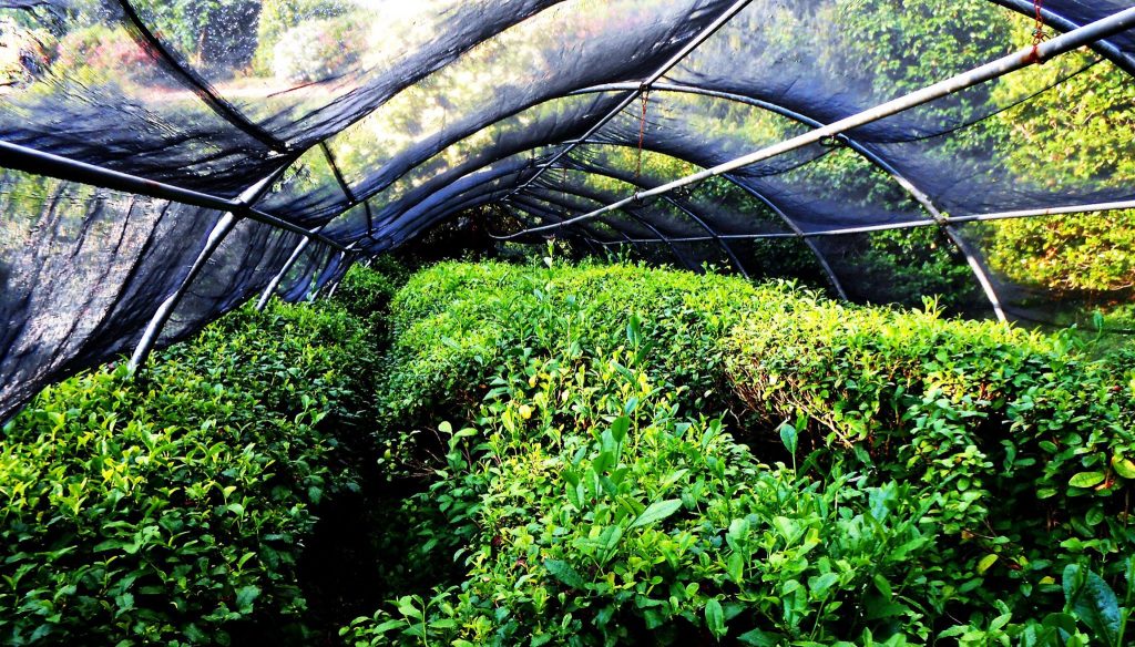 Il tè italiano viene coltivato a Capannori, in provincia di Lucca