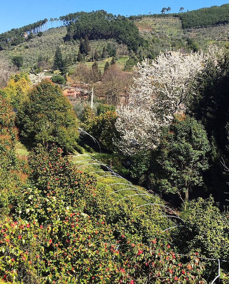 Guido Cattolica coltiva tè in Toscana dal 1987