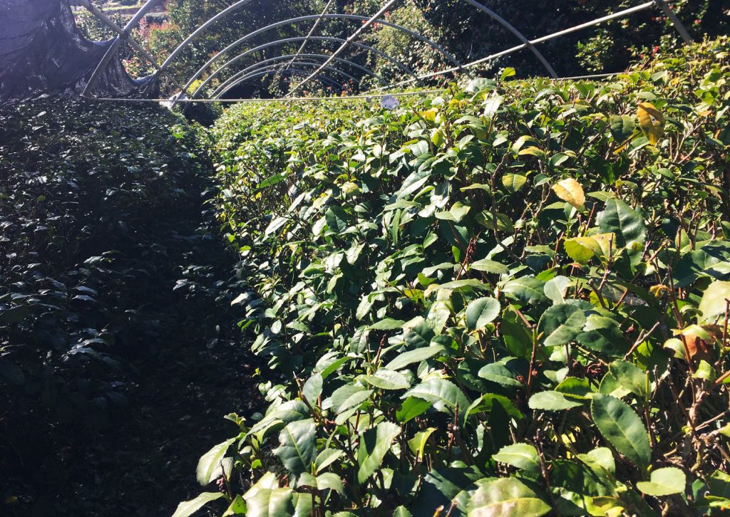 La piantagione di tè in Toscana comprende 2500 piante