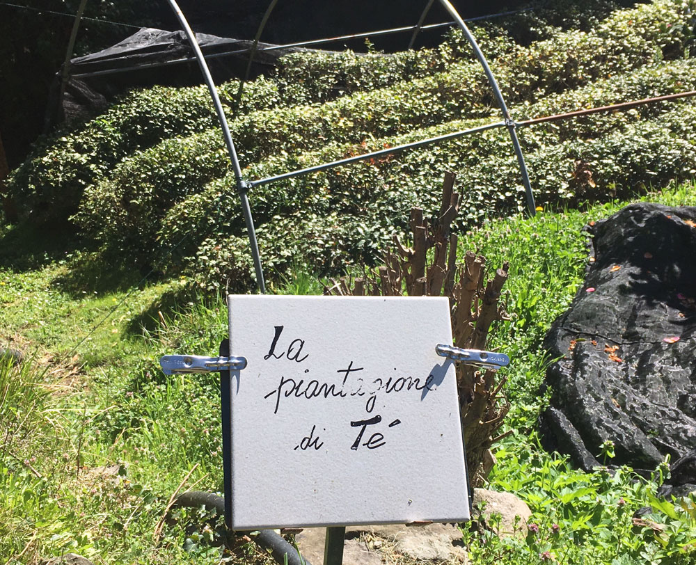 Viaggio nella prima piantagione di tè in Italia