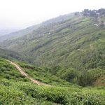 Barbara Vola propone un viaggio in Assam e Darjeeling tra le piantagioni di tè