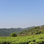 Tea&Tao organizza un viaggio in Cina alla scoperta del puer