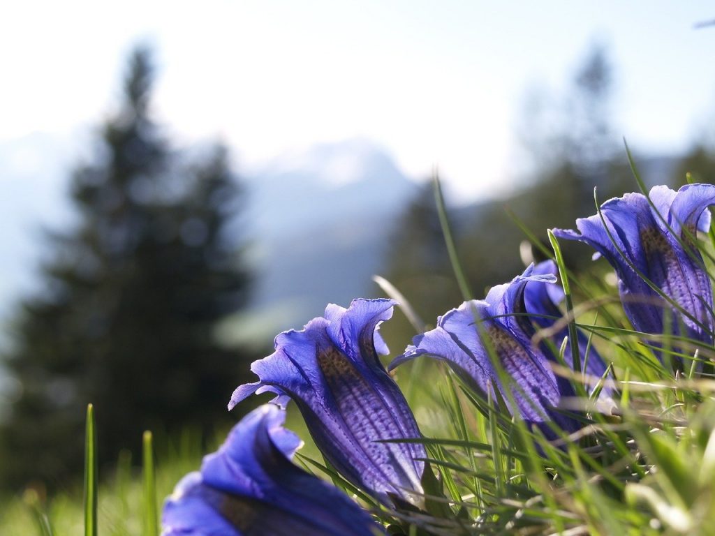 La radice di genziana è un rimedio naturale molto usato in montagna