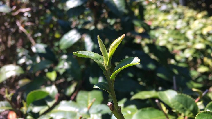 Biologica e botanica della pianta del tè